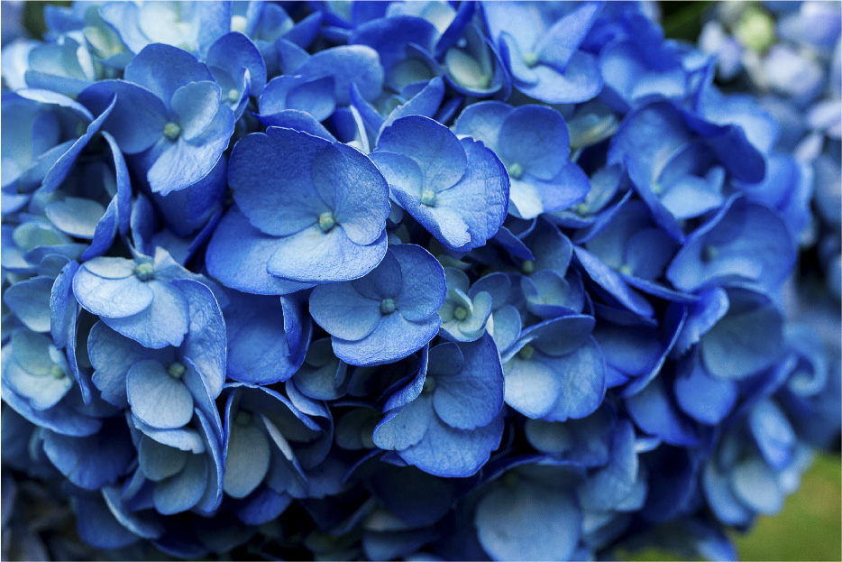 Hydrangeas Montecarlo Gardens Tinted Shocking Blue