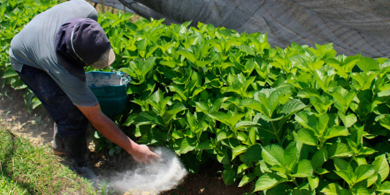 Worker in Montecarlo´s Farm